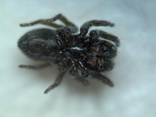 Chalcoscirtus sp.