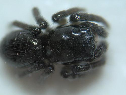 Réf. 32 299 : Chalcoscirtus sp.