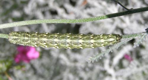 Réf. 32 278 : Cucullia santolinae