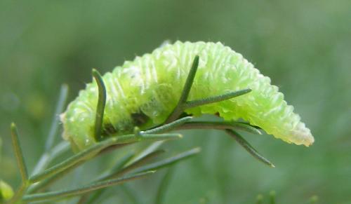 Scaeva pyrastri