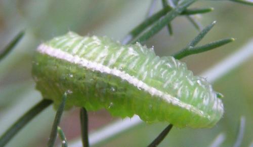 Scaeva pyrastri