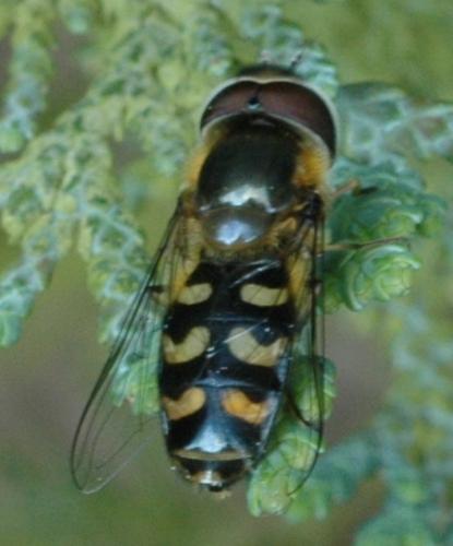 Scaeva selenitica