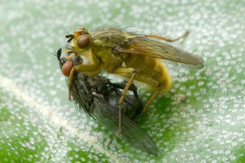 Scathophaga stercoraria