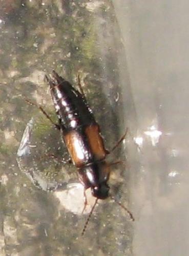 Réf. 32 098 : Tachinus subterraneus
