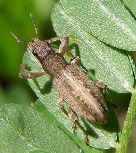 Charagmus intermedius