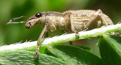 Réf. 32 595 : Charagmus intermedius