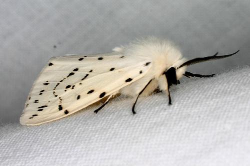 Spilosoma lubricipeda