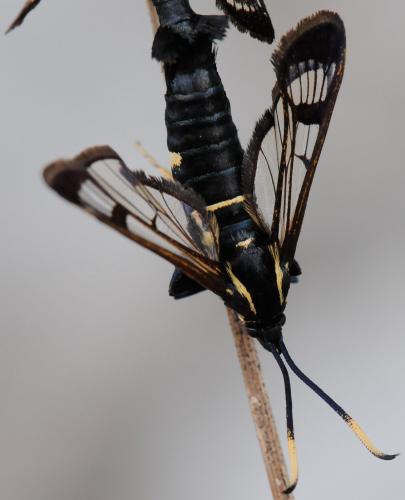 Réf. 32 074 : Synanthedon spheciformis