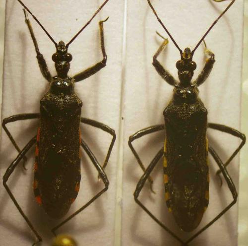 Réf. 32 567 : Sphedanolestes sanguineus