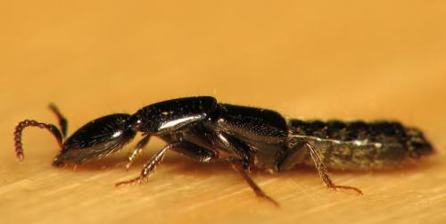 Xantholinus sp.