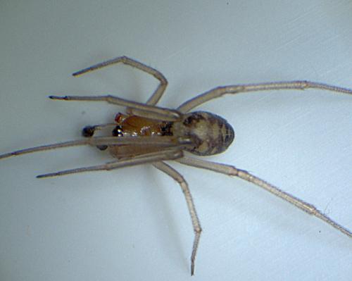 Steatoda grossa