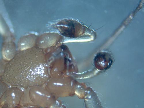 Steatoda grossa