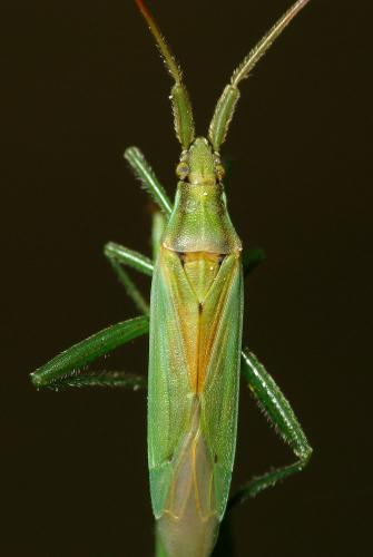 Stenodema sp.