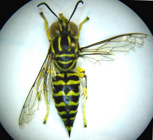 Stictia signata