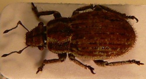Strophosoma faber