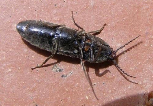 Melanotus punctolineatus