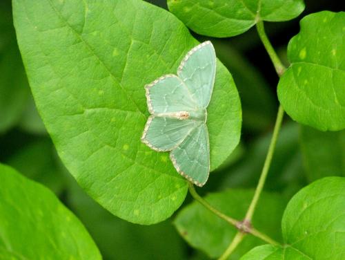 Hemithea aestivaria