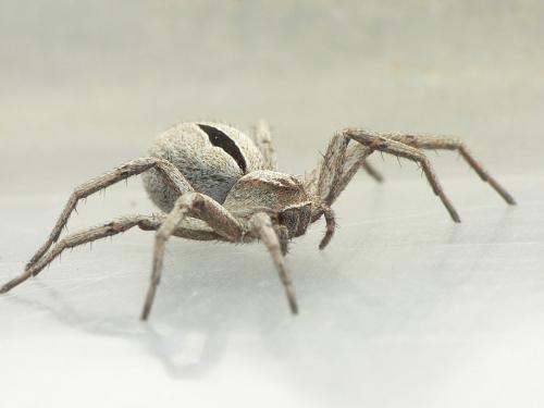 Réf. 32 102 : Thanatus formicinus