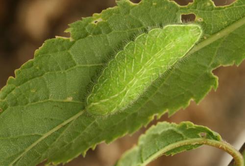 Thecla betulae