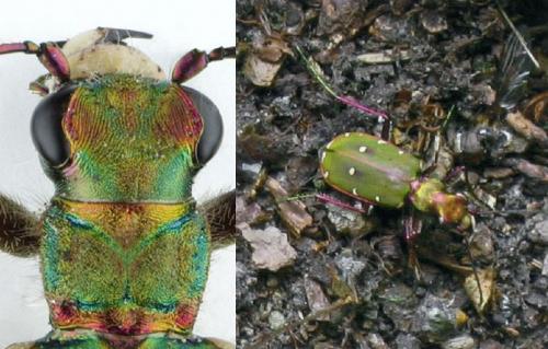 Cicindela campestris