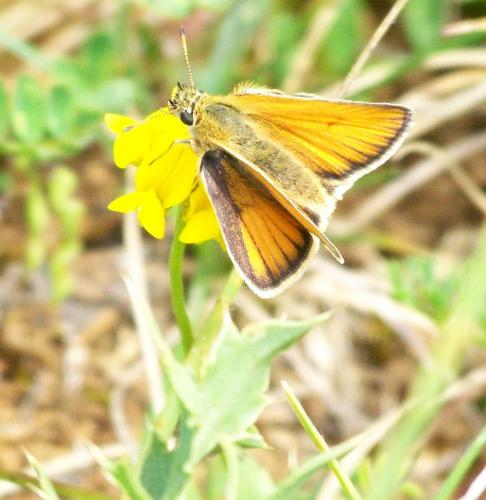 Thymelicus sp.