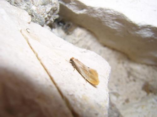 Réf. 32 350 : Tinea semifulvella