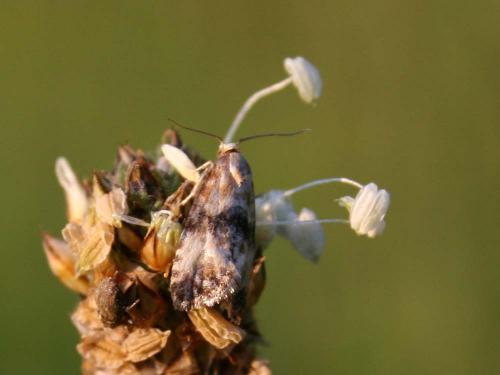 Réf. 32 470 : Cochylis pallidana