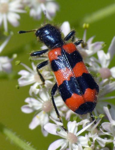 Réf. 32 702 : Trichodes apiarius
