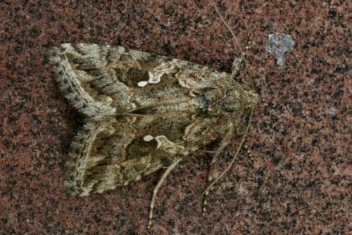 Trichoplusia ni