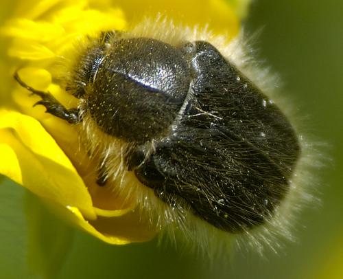Tropinota hirta