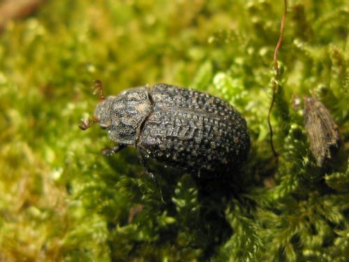 Trox sabulosus