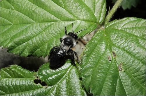 Andrena sp.
