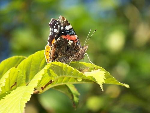 Vanessa atalanta