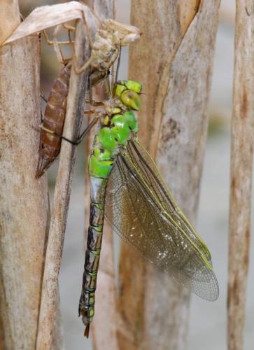Réf. 32 625 : Anax imperator