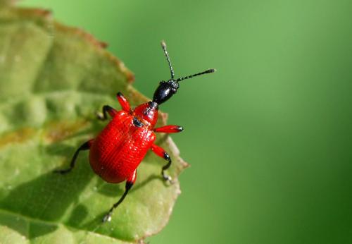 Réf. 32 824 : Apoderus coryli