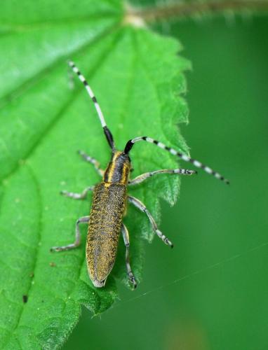 Agapanthia villosoviridescens