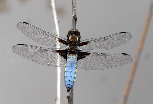 Réf. 32 435 : Libellula depressa