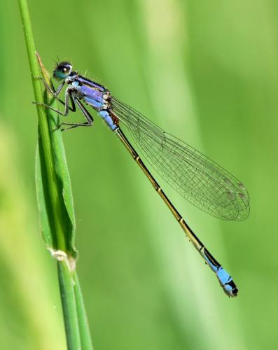 Ischnura elegans