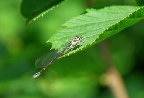 Coenagrion sp.