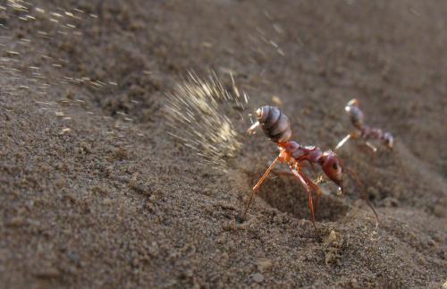 Cataglyphis bombycina
