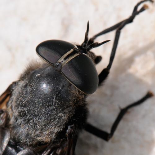 Dasyrhamphis ater