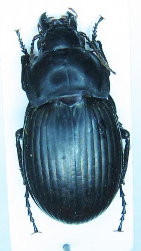 Zabrus obesus