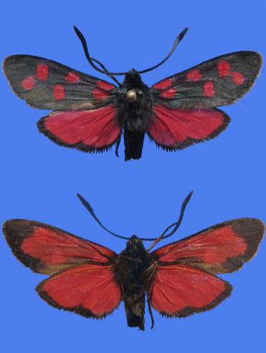 Zygaena transalpina