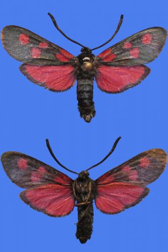 Zygaena lonicerae