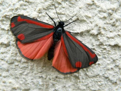 Réf. 32 459 : Tyria jacobaeae