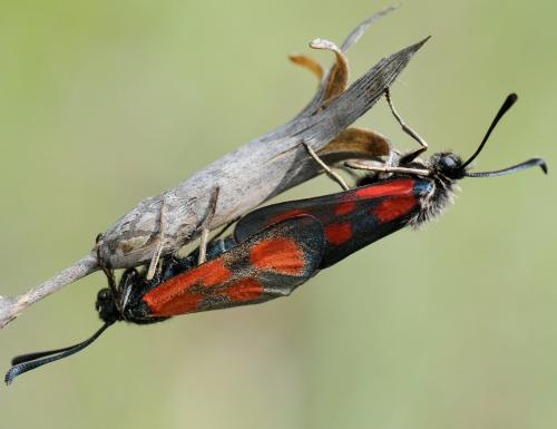 Zygaena loti
