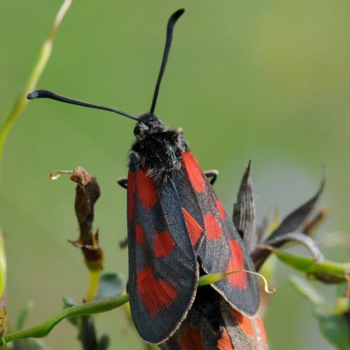Réf. 32 970 : Zygaena loti