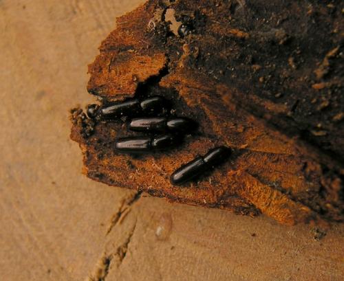 Réf. 32 421 : Teredus cylindricus