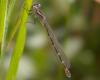 32324 – Photo : Thierry Darmuzey – France (13)