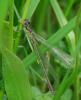 Erythromma najas